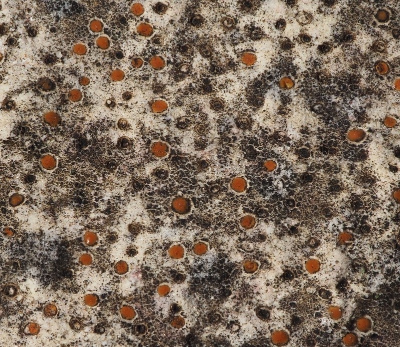 Protoblastenia Lichen photo 3