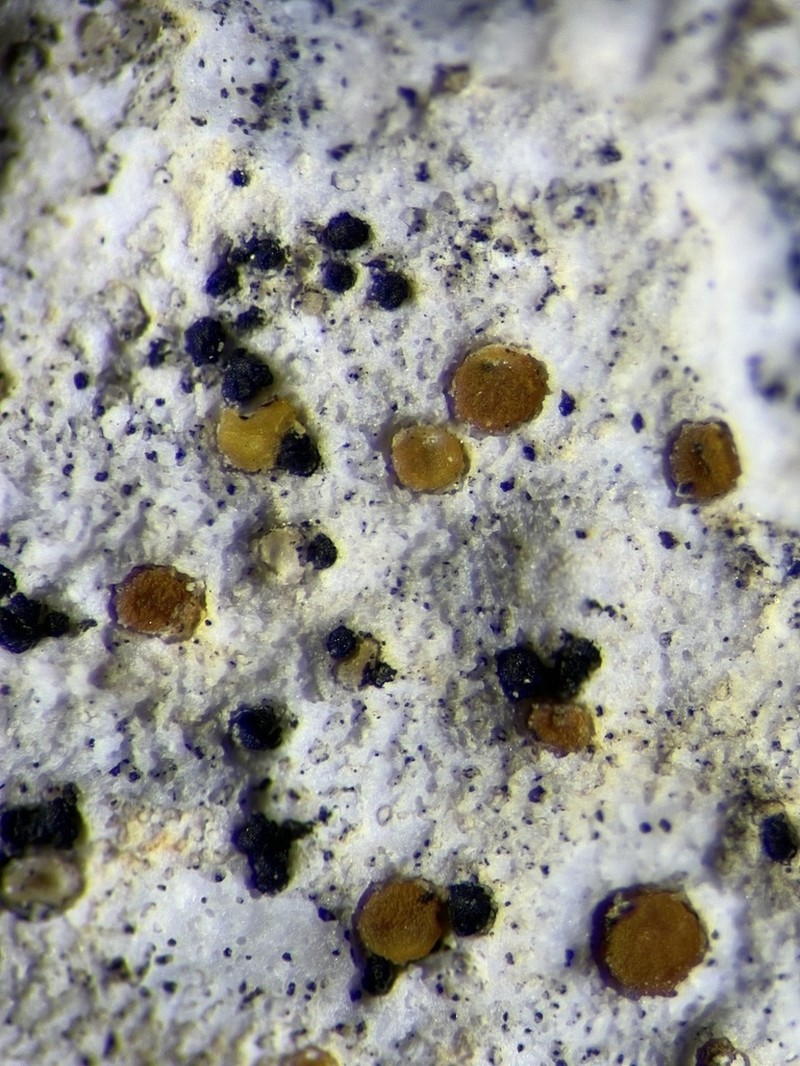 Protoblastenia Lichen photo 4
