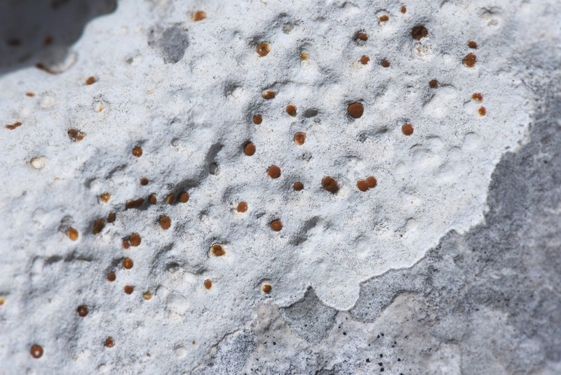 Protoblastenia Lichen photo 5