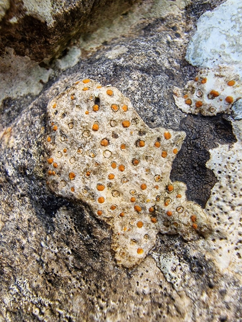 Protoblastenia Lichen photo 6