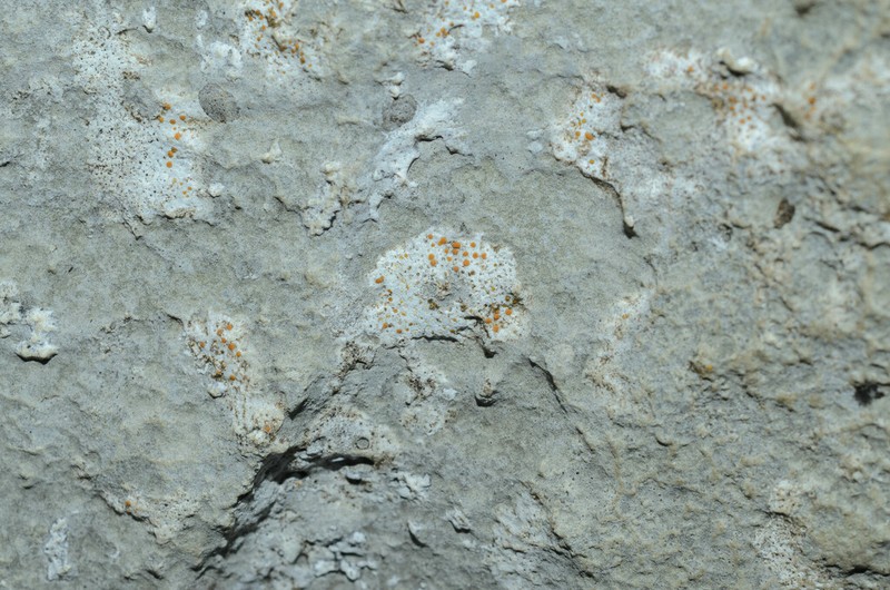 Protoblastenia Lichen photo 7