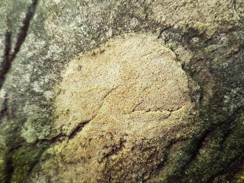 Protoblastenia Lichen photo 8