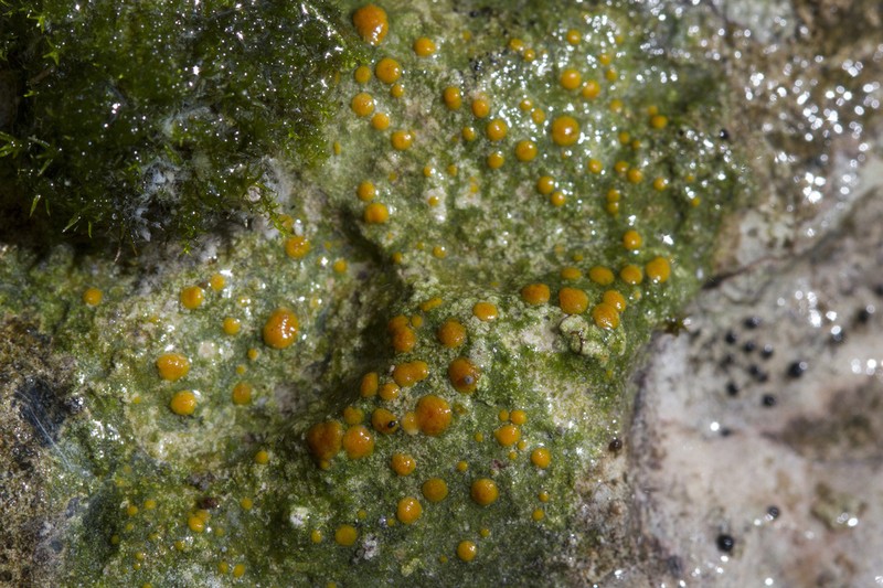 Protoblastenia Lichen