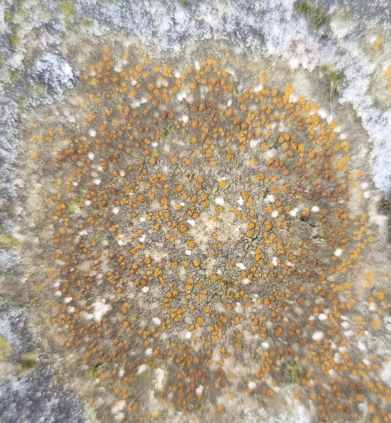 Protoblastenia Lichen photo 2