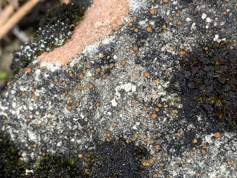 Protoblastenia Lichen photo 3