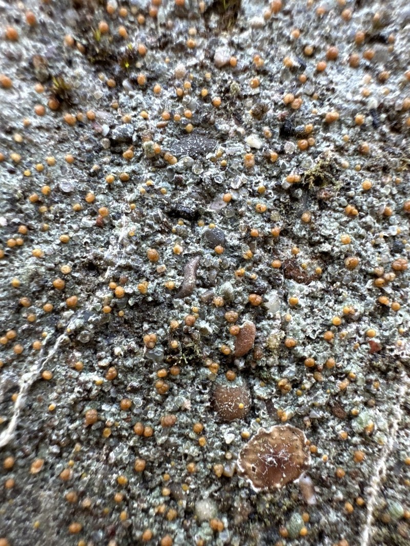 Protoblastenia Lichen photo 4