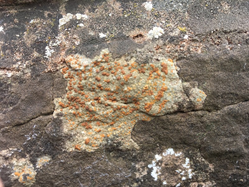 Protoblastenia Lichen photo 5