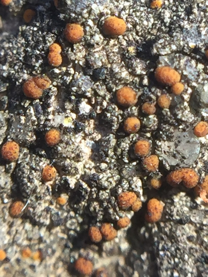 Protoblastenia Lichen photo 6