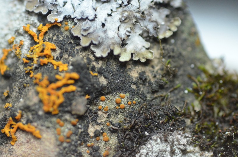Protoblastenia Lichen photo 7
