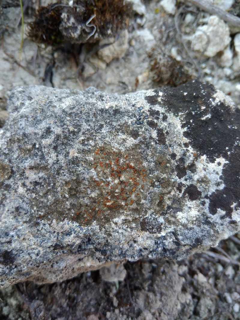 Protoblastenia Lichen photo 8