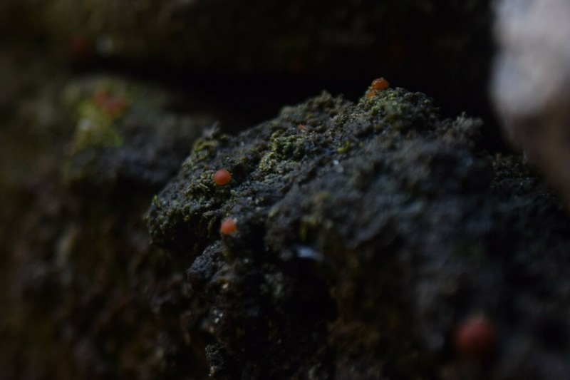 Protoblastenia Lichen