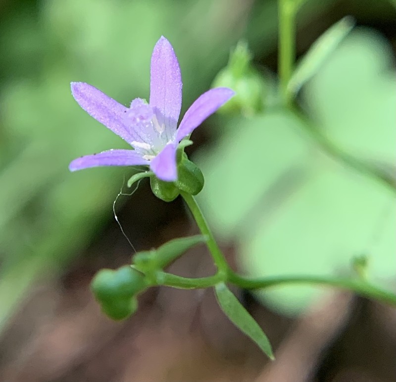 Robins' Bellflower photo 2