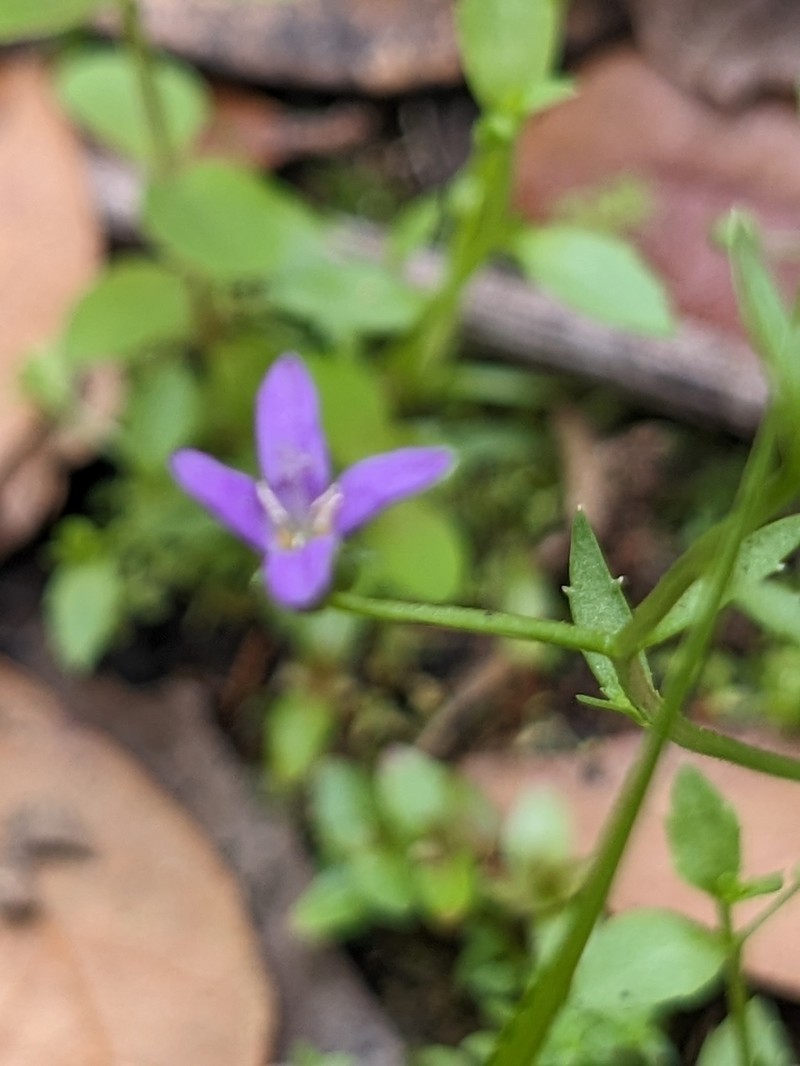 Robins' Bellflower photo 5