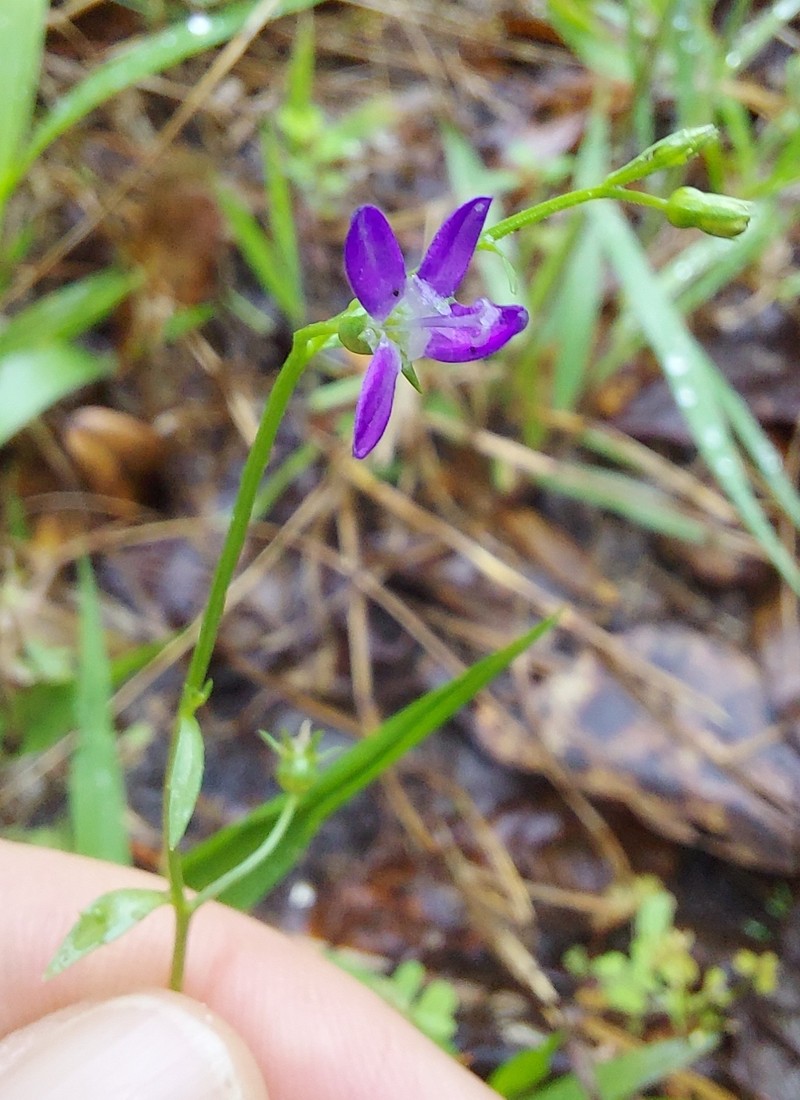Robins' Bellflower photo 6