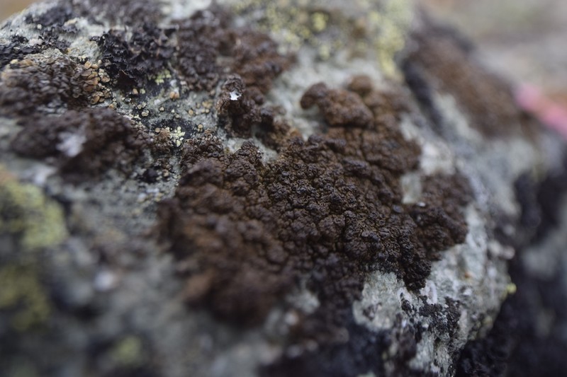Protoparmelia Lichen photo 2