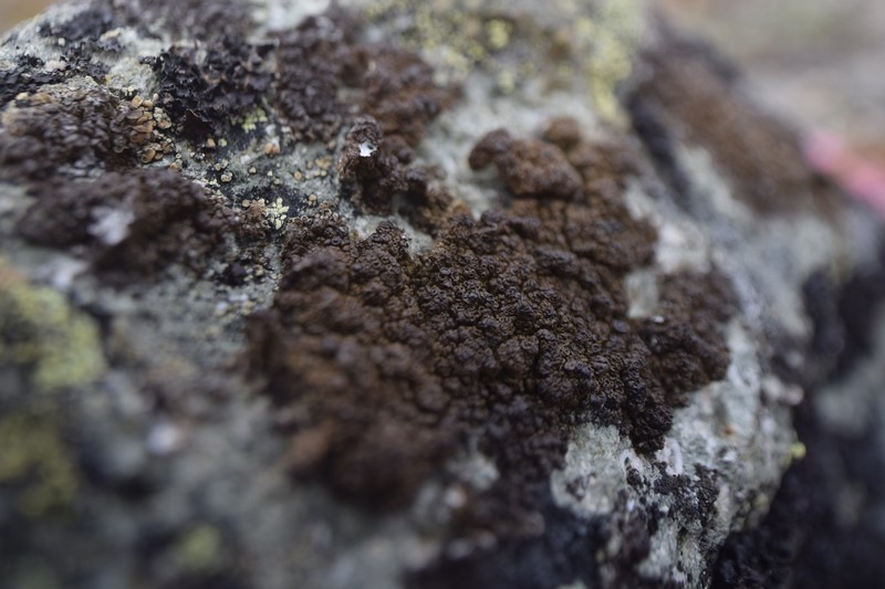 Protoparmelia Lichen photo 3