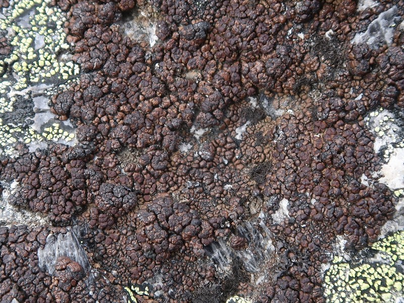Protoparmelia Lichen photo 4