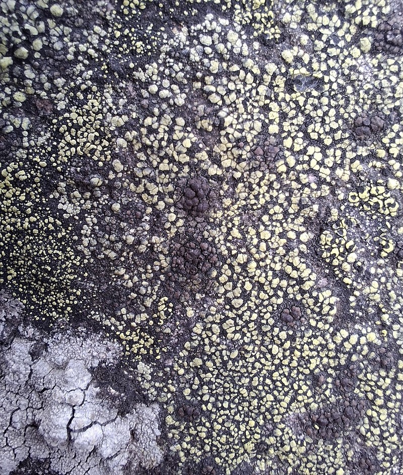 Protoparmelia Lichen photo 5