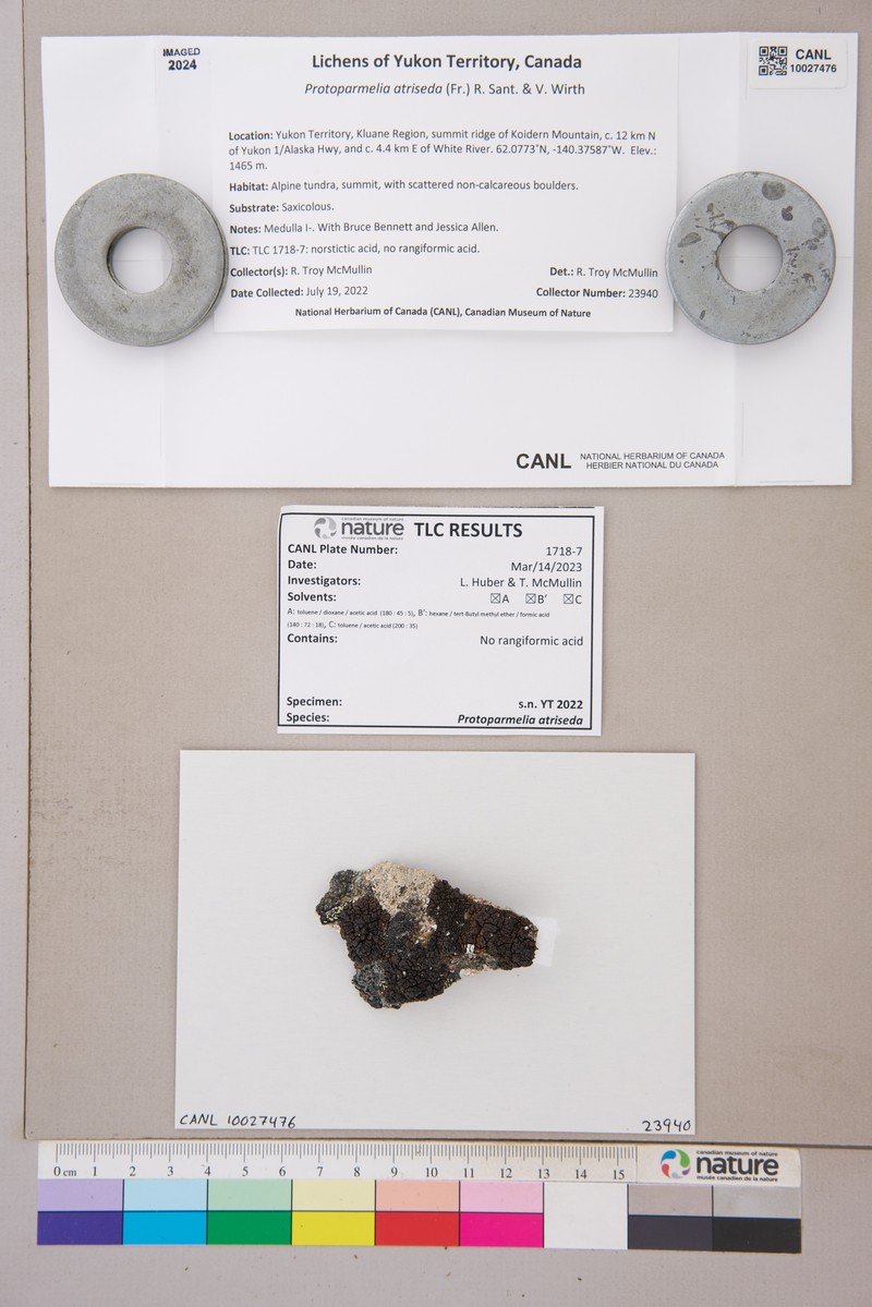 Protoparmelia Lichen photo 6