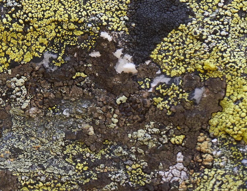Protoparmelia Lichen photo 2