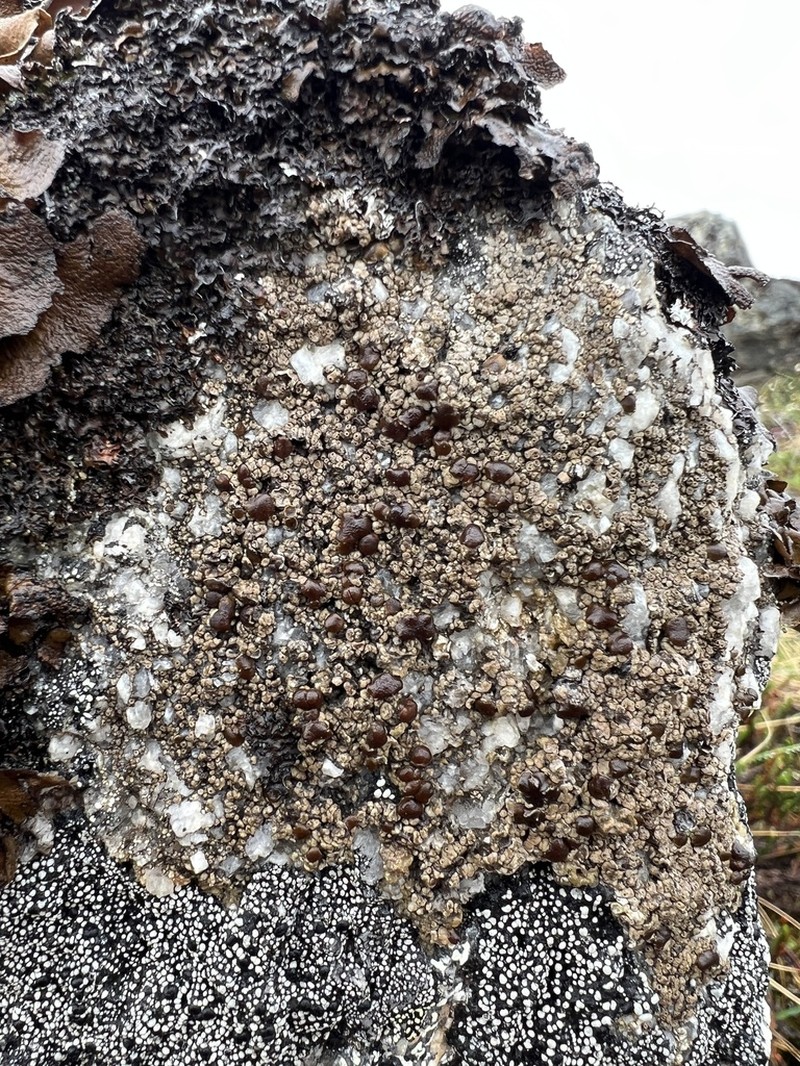 Protoparmelia Lichen photo 3