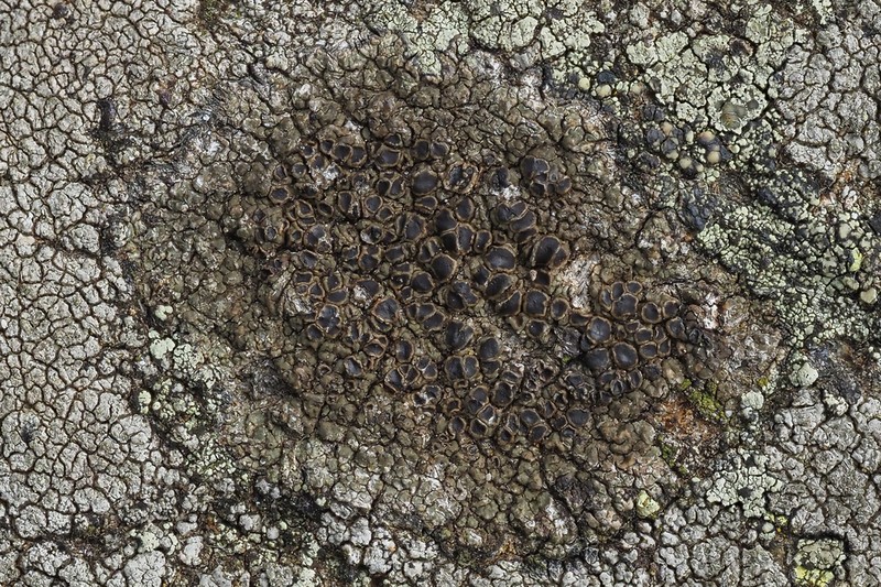 Protoparmelia Lichen photo 4