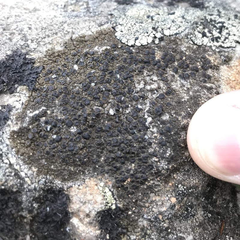 Protoparmelia Lichen photo 5