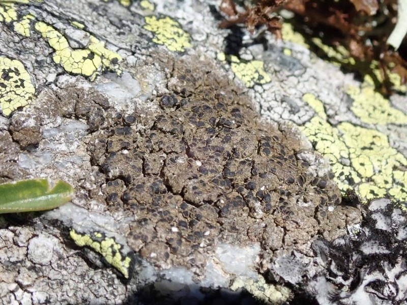 Protoparmelia Lichen photo 6