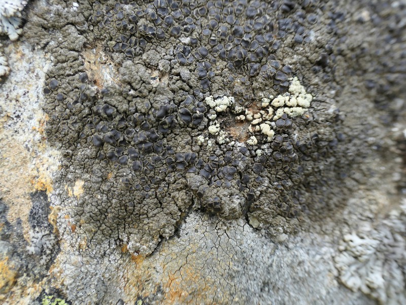 Protoparmelia Lichen photo 7