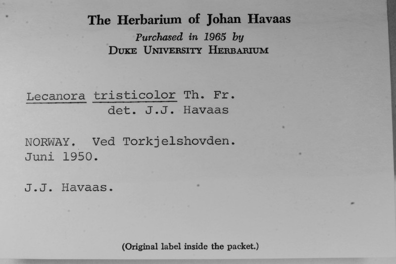 Protoparmelia nephaea photo 2