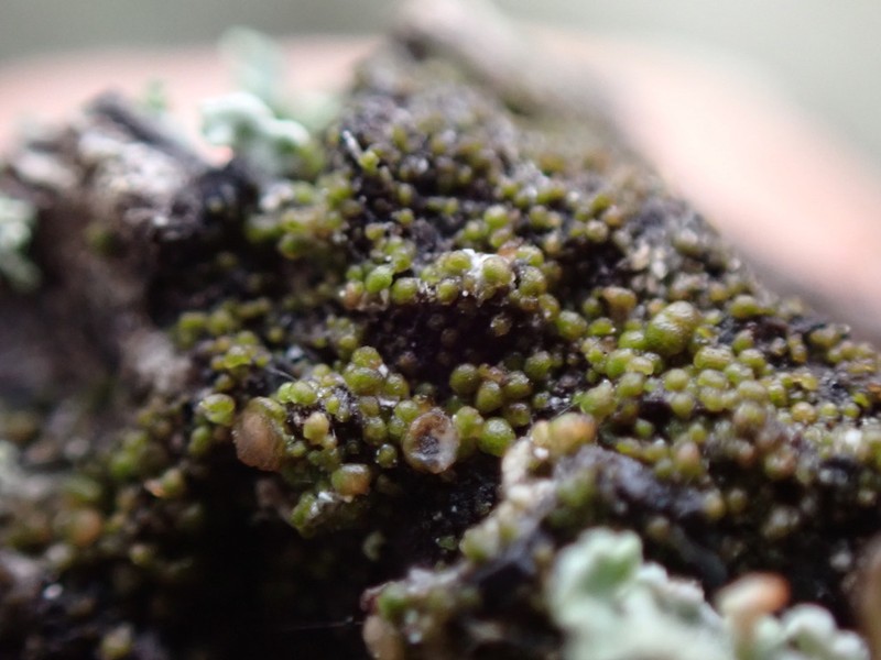 Protoparmelia Lichen