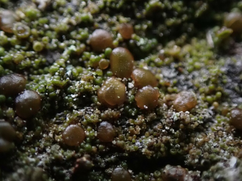 Protoparmelia Lichen photo 2