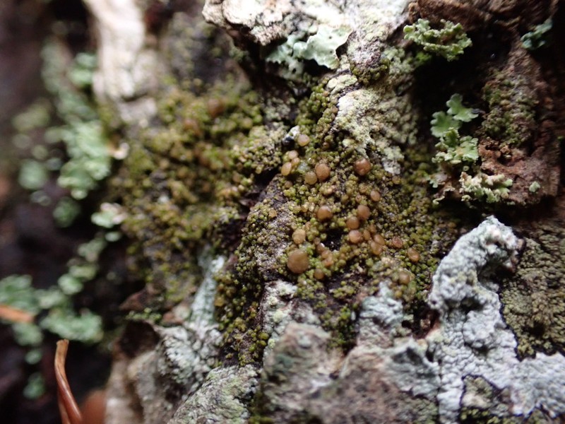 Protoparmelia Lichen photo 3