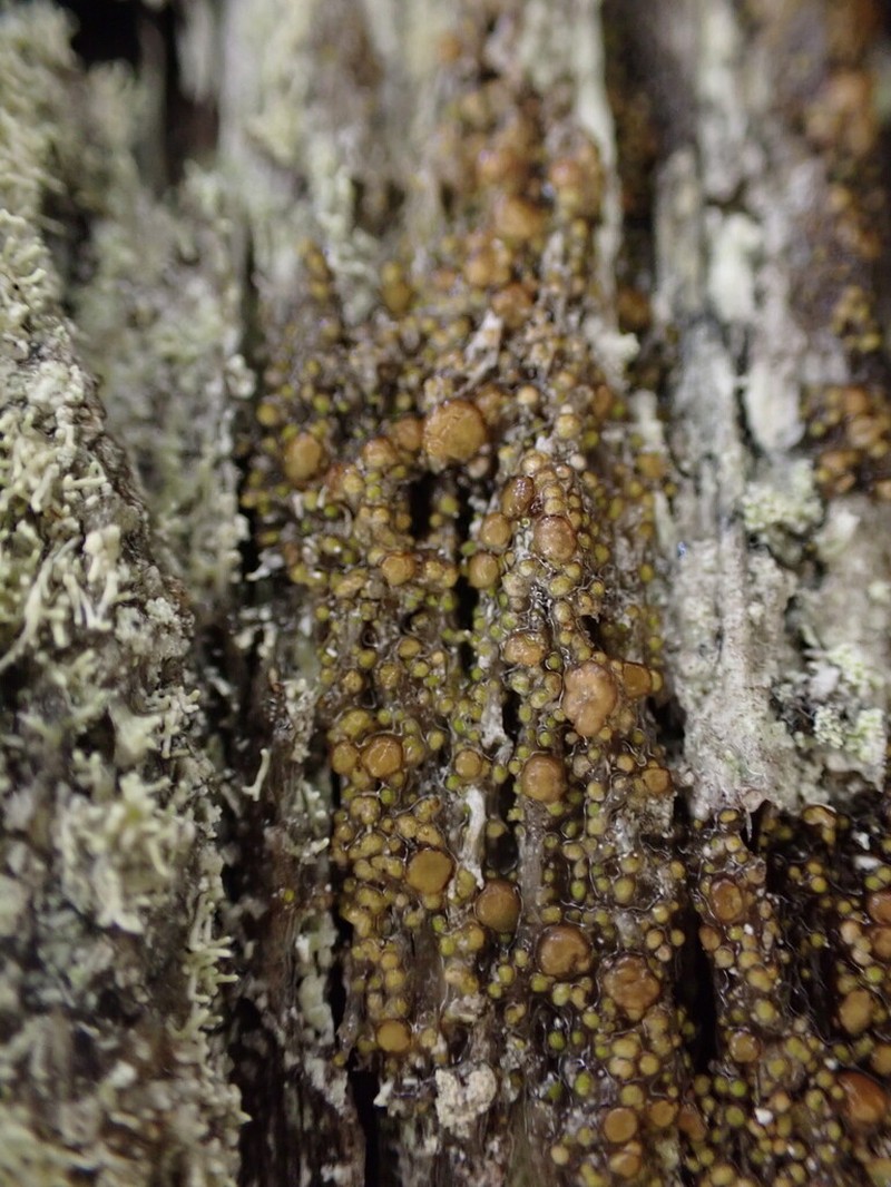Protoparmelia Lichen photo 4