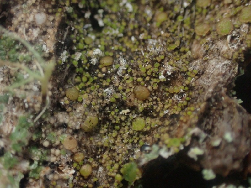 Protoparmelia Lichen photo 5