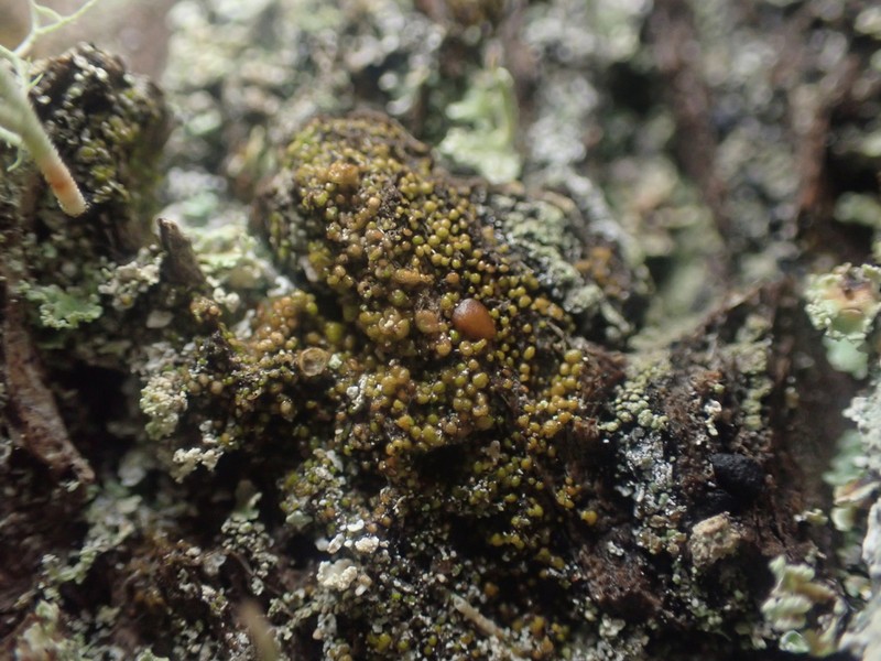 Protoparmelia Lichen photo 6