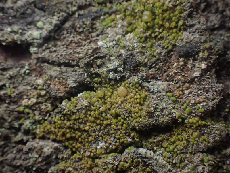 Protoparmelia Lichen photo 7