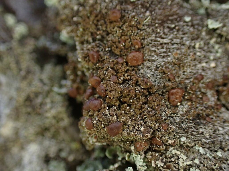 Protoparmelia Lichen photo 8