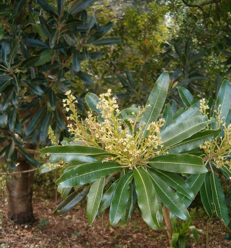 Protorhus longifolia