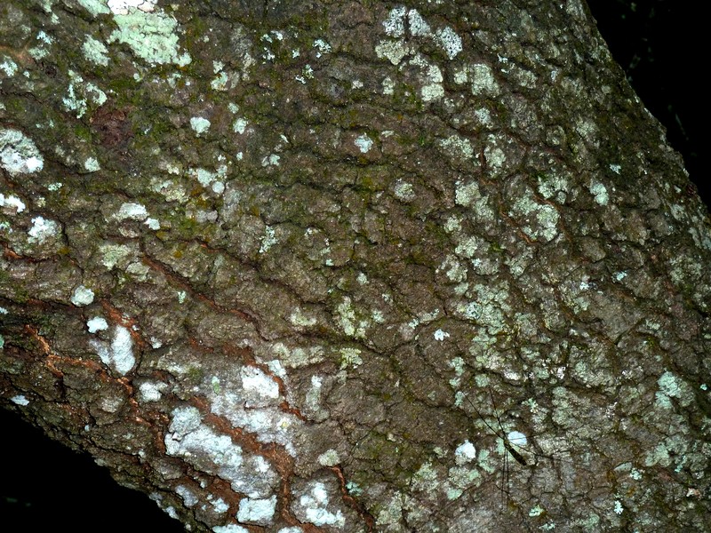 Protorhus longifolia photo 2