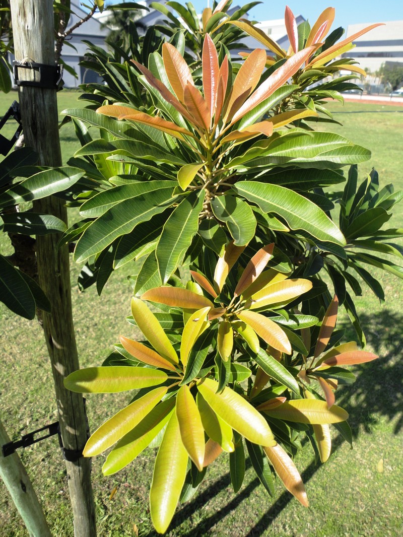 Protorhus longifolia photo 3