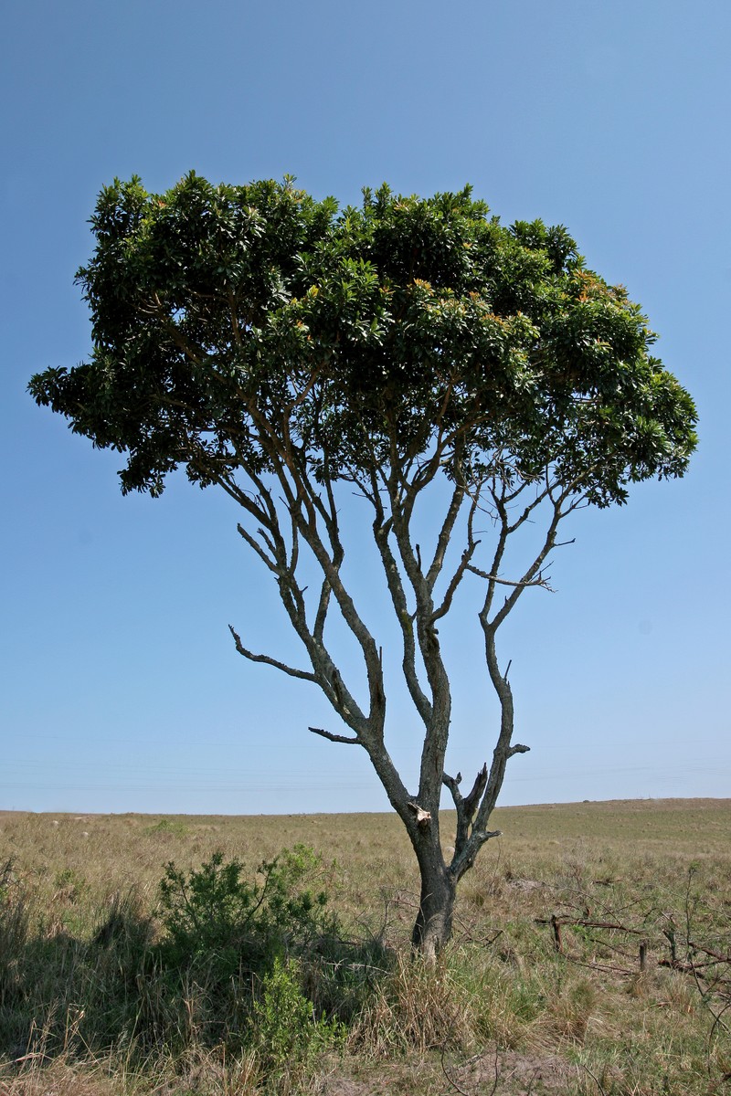 Protorhus longifolia photo 5