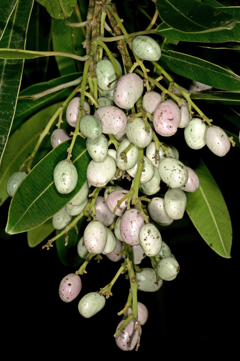Protorhus longifolia photo 6
