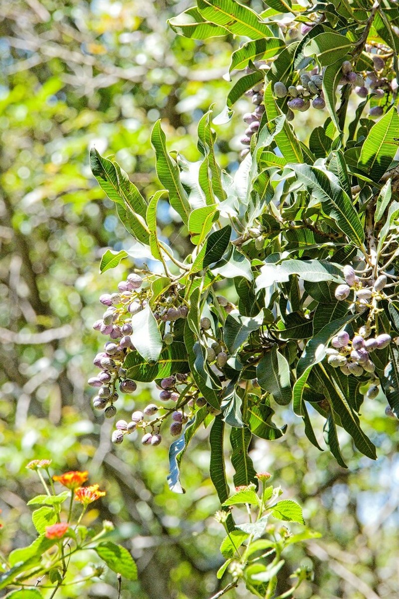 Protorhus longifolia photo 7