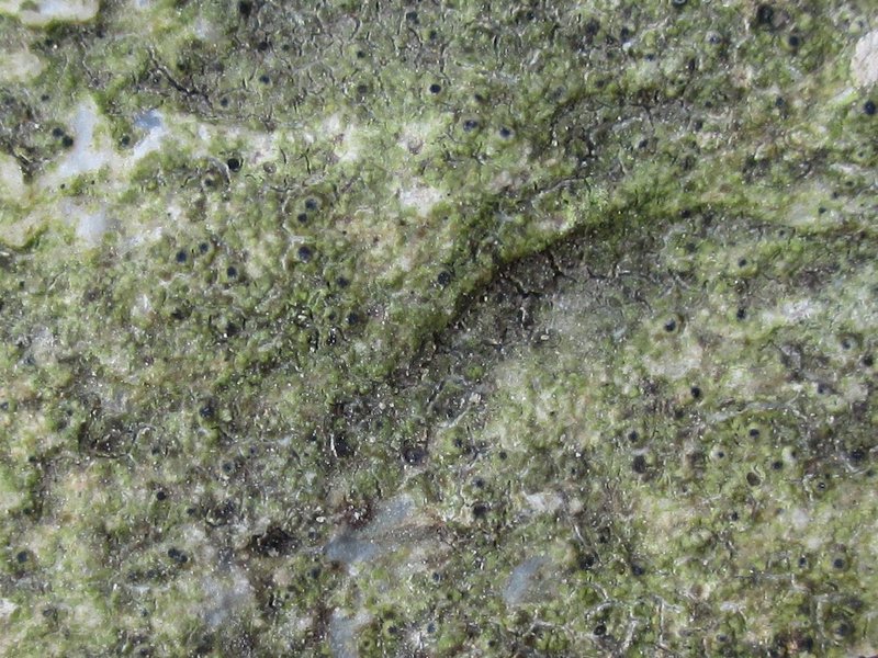 Protothelenella Lichen