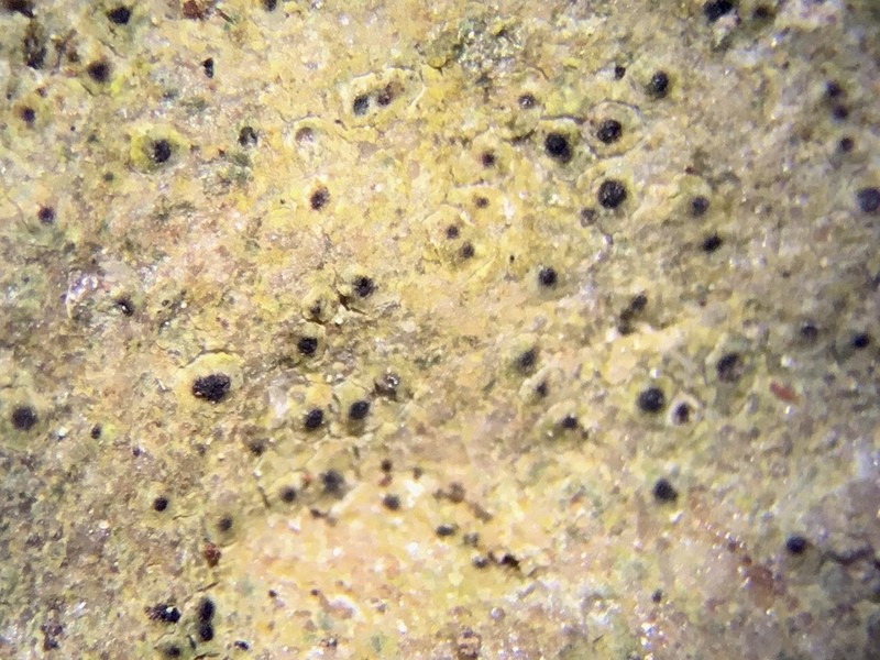 Protothelenella Lichen photo 2