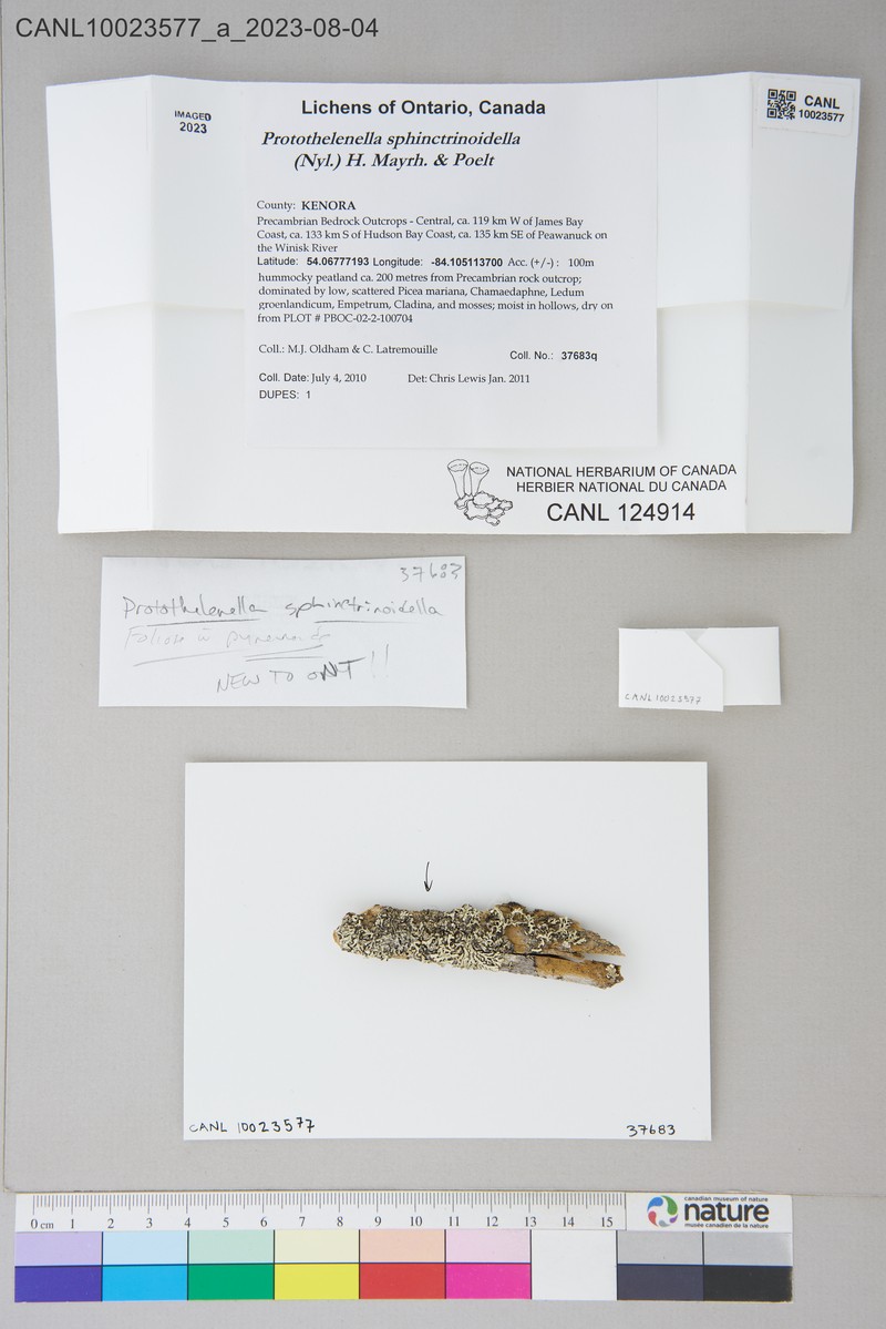 Protothelenella sphinctrinoidella
