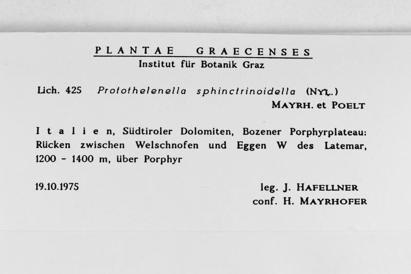 Protothelenella sphinctrinoidella photo 5
