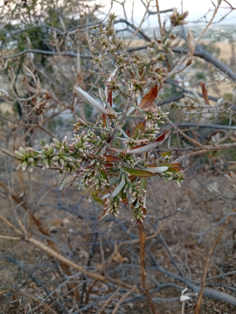 Proustia cuneifolia subsp. cinerea