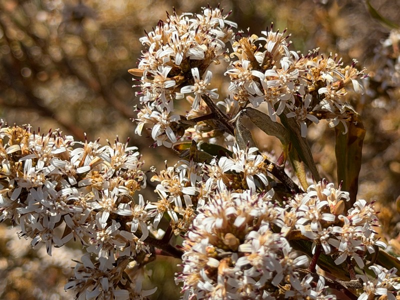 Proustia cuneifolia subsp. cinerea photo 2